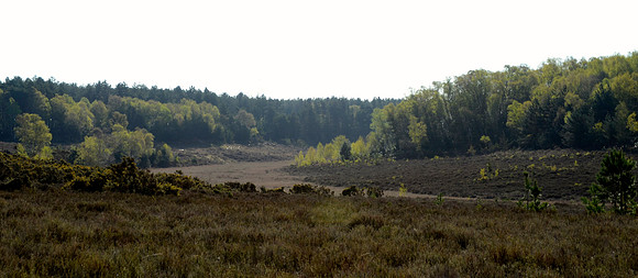 Forest Wakes Up