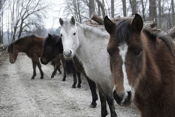 Curious Ponies
