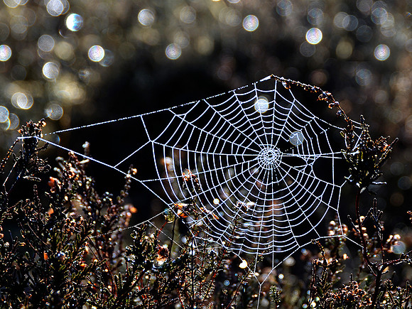 Morning Web
