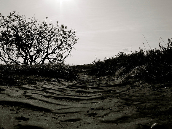 Sandscape