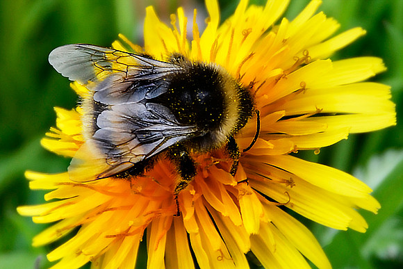 Bumble Bee 3