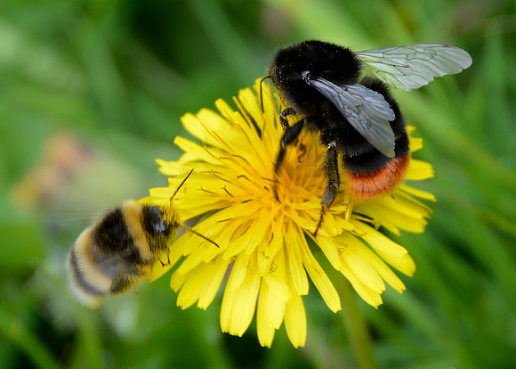 Bumble & Redtail 2