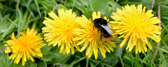 Redtail on Dandelion 2