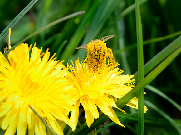 Pollen Camo