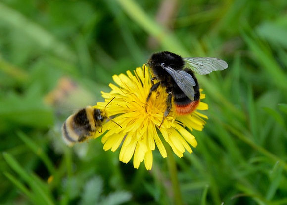 Bumble & Redtail