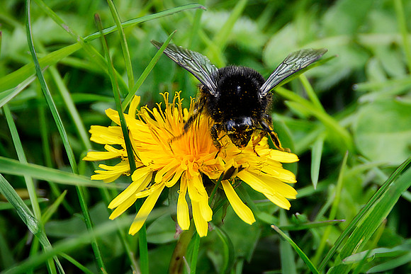 Pollen Face