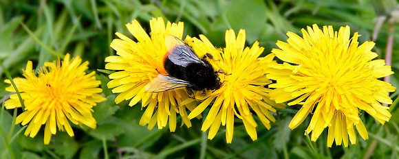 Redtail on Dandelion