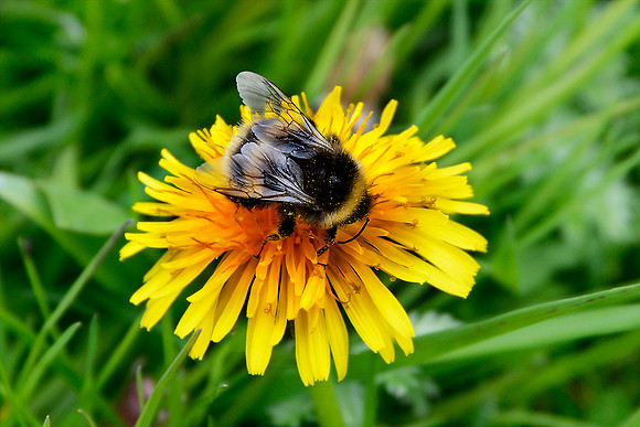 Bumble Bee