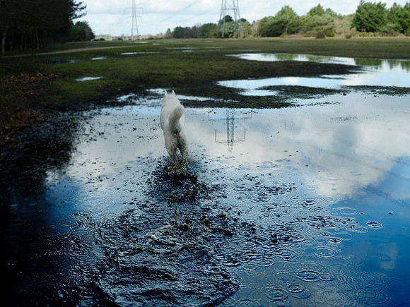 Dog Splash