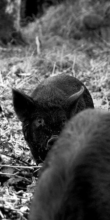 Peeping Pig
