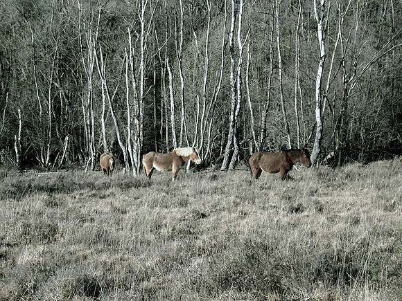 Winter Ponies