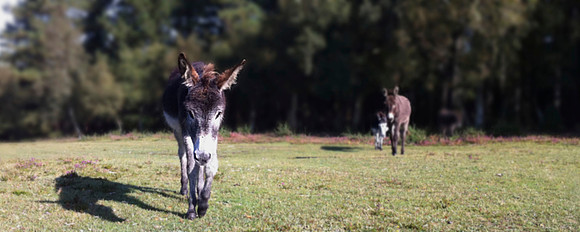 Nosey Donkeys