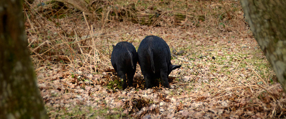 Outdoor Rear'd Pano Crop
