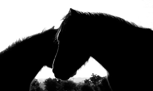 Silhouette