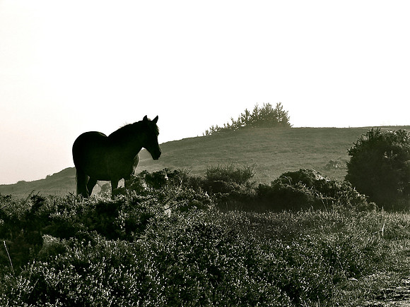 Dark Horse