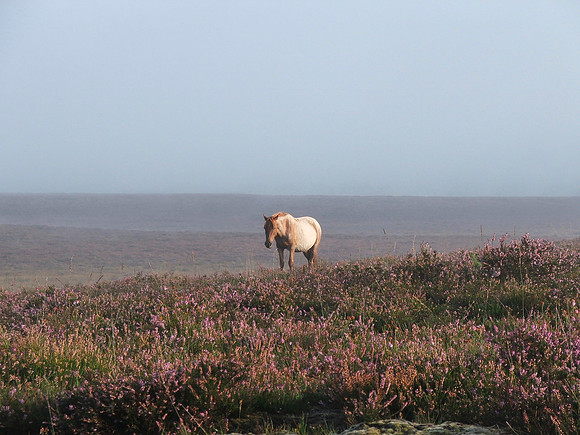 Lone Roan