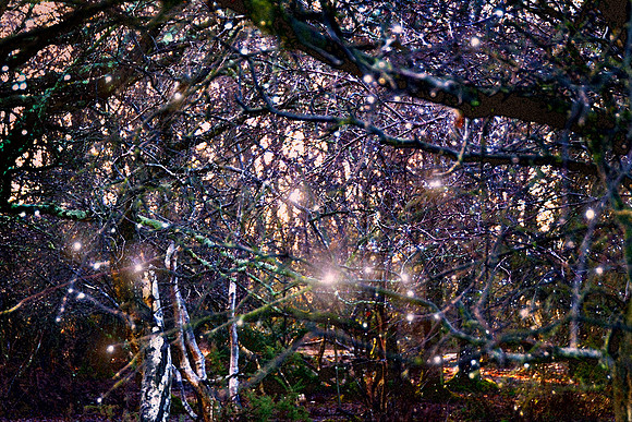 Nature's Fairylights