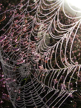 Heather Web