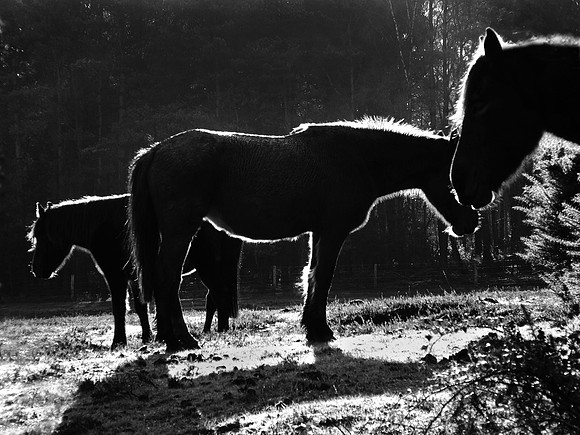 Pony Trio