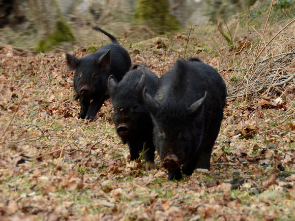 Micro Pigs…Go!
