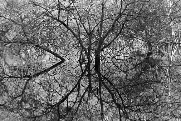 Flooded Hollow 2