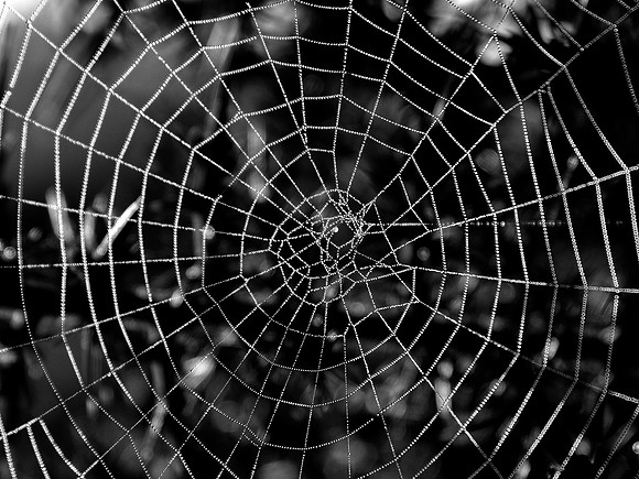 Dewy Web