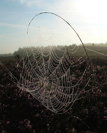 Heathland Web
