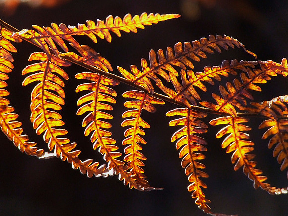 Bracken