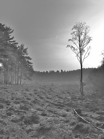 Longdown Mist
