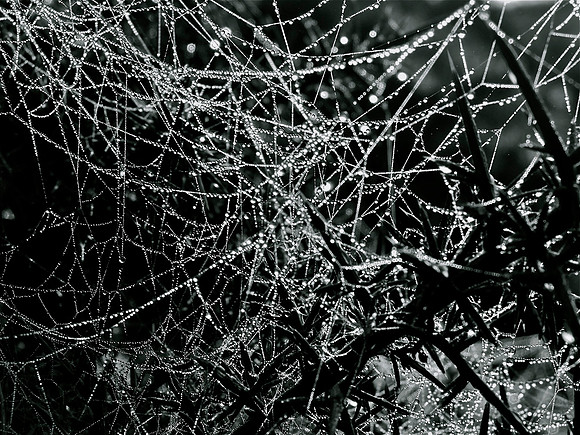 Spider Treasure